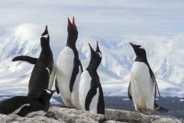 Antarctic Classic in Depth