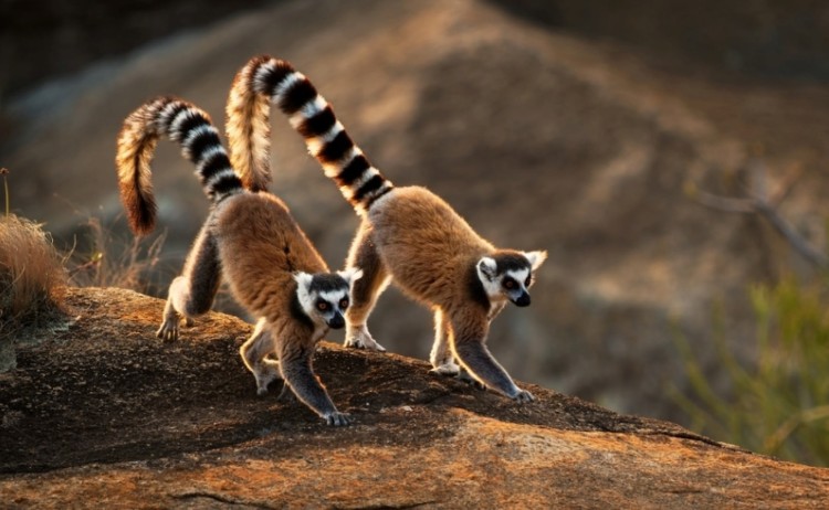 madagascar group tour lemurs