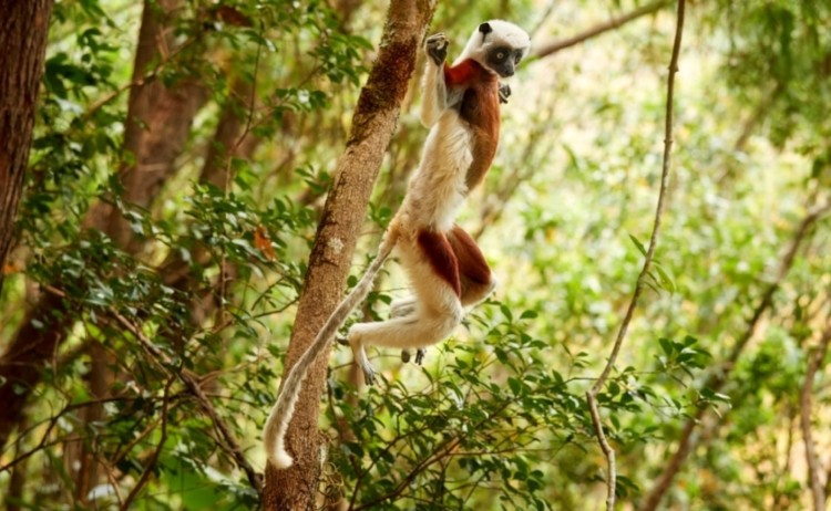 madagascar group tour rainforest lemur