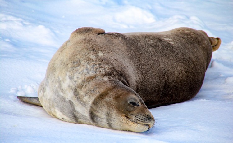 Fur Seal Antarctica