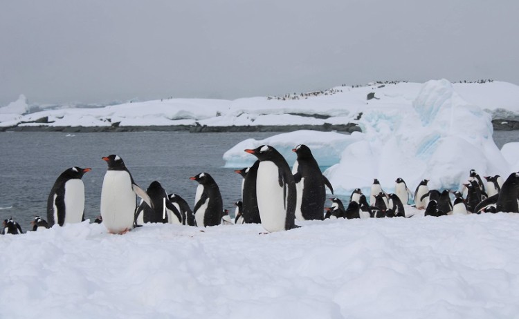 Penguin colony