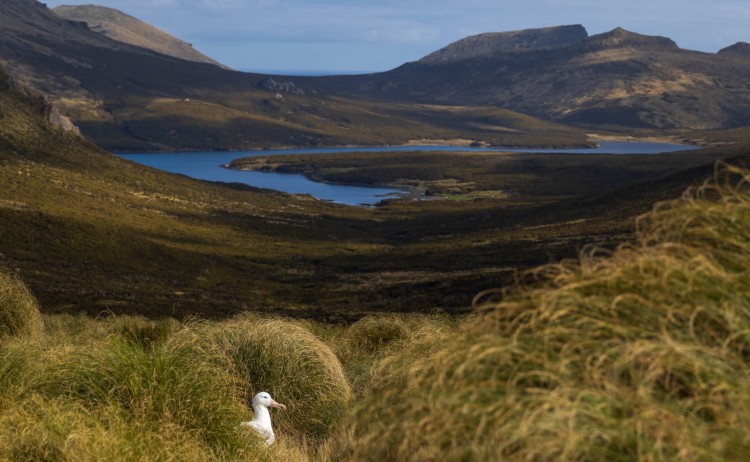 A Southern Royal Albatross at Campbell Island Subantarctic Islands Shutterstock scaled