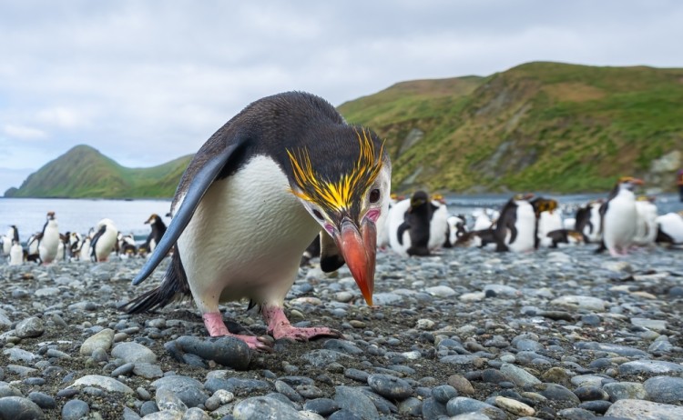 Macquarie Island penguin