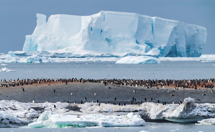 One of the largest Adelie penguin colonies Cape Adare Antarctica shutterstock 2341649285 1 scaled