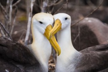 Galapagos Islands: Family Adventure 2025 & 2026