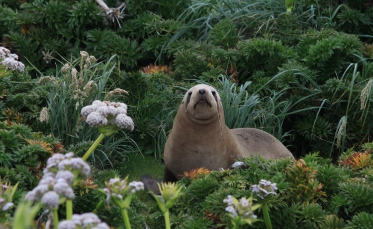 Sea lion heritage expeditions auckland islands