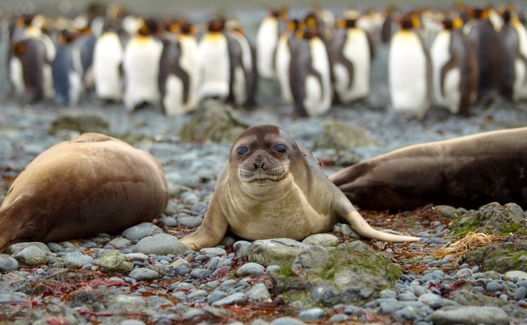 Wildlife in sub antarctica heritage
