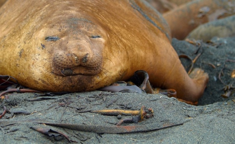 c ebell antarctica2 custom