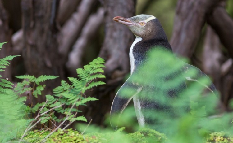 yellow eyed penguin 045 20150114 130147 samuel blanc custom