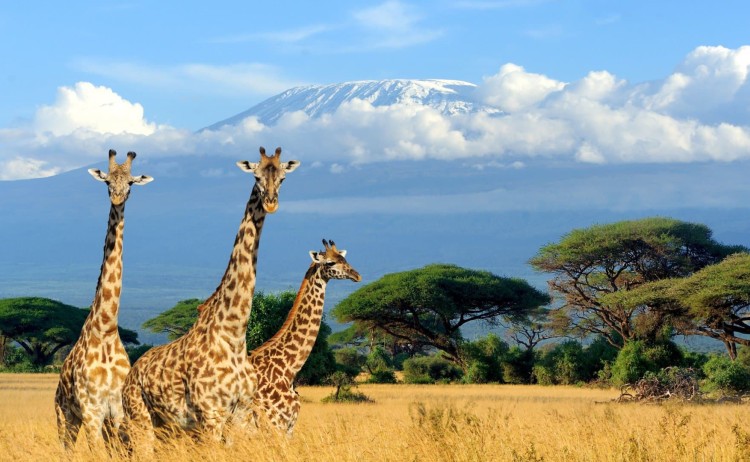 Amboseli National Park Wildlife