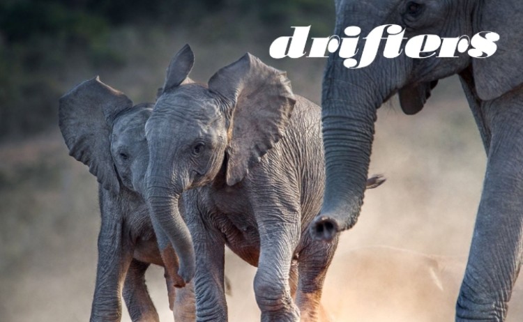 Wildlife Safari Drifters v2