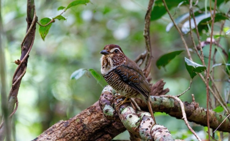 Short legged Ground Roller Brachypteracias leptosomus perched in a tree in Madagascar rainforest. Masoala national park Africa Wildlife