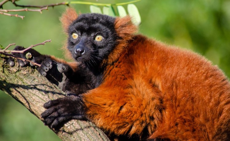funny lemur on a tree masoala national park 67bcfb3b340f3