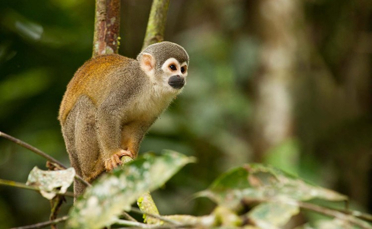 Monkey Amazon