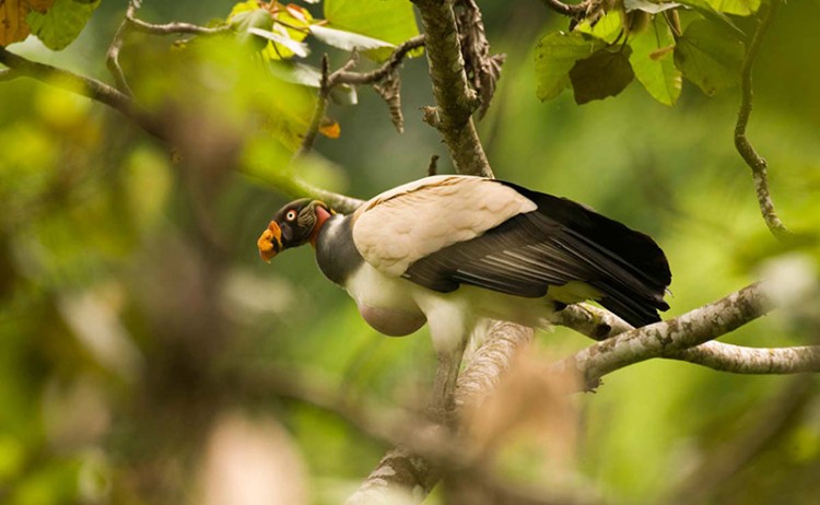 Turkey Amazon Sascha Lodge