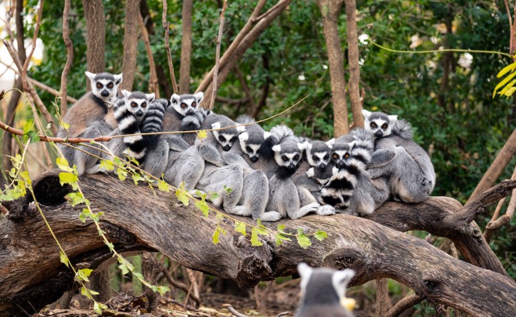 ring tailed lemur resized