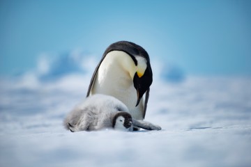 South Pole & Penguins — Explorer Camp