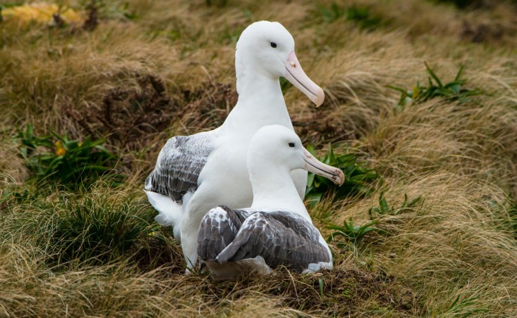 Southern royal albatross Campbell Island