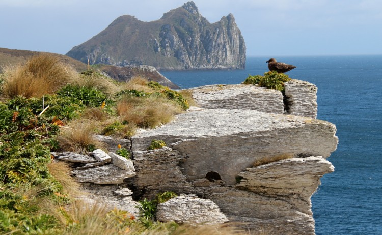 skua campbell island clem ditton