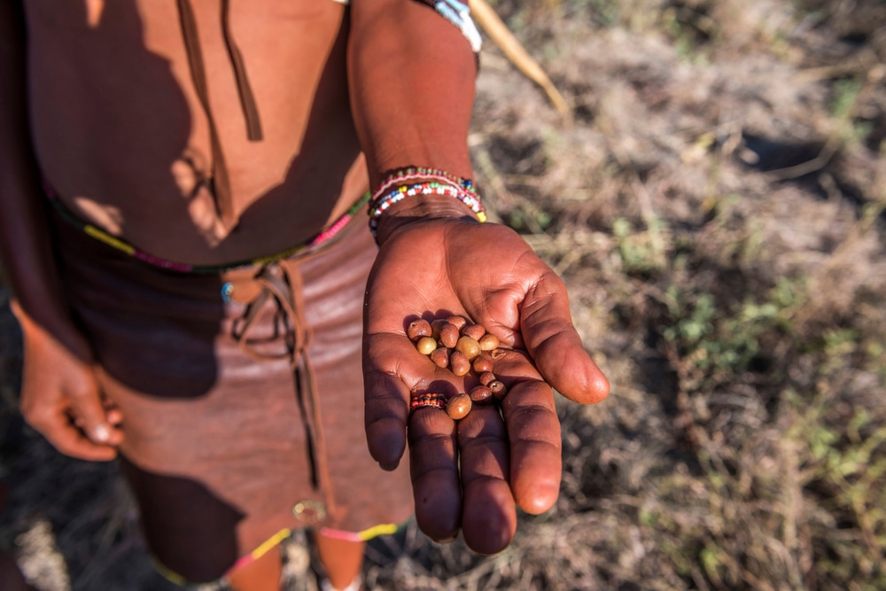 Berries in Kalahari desert.