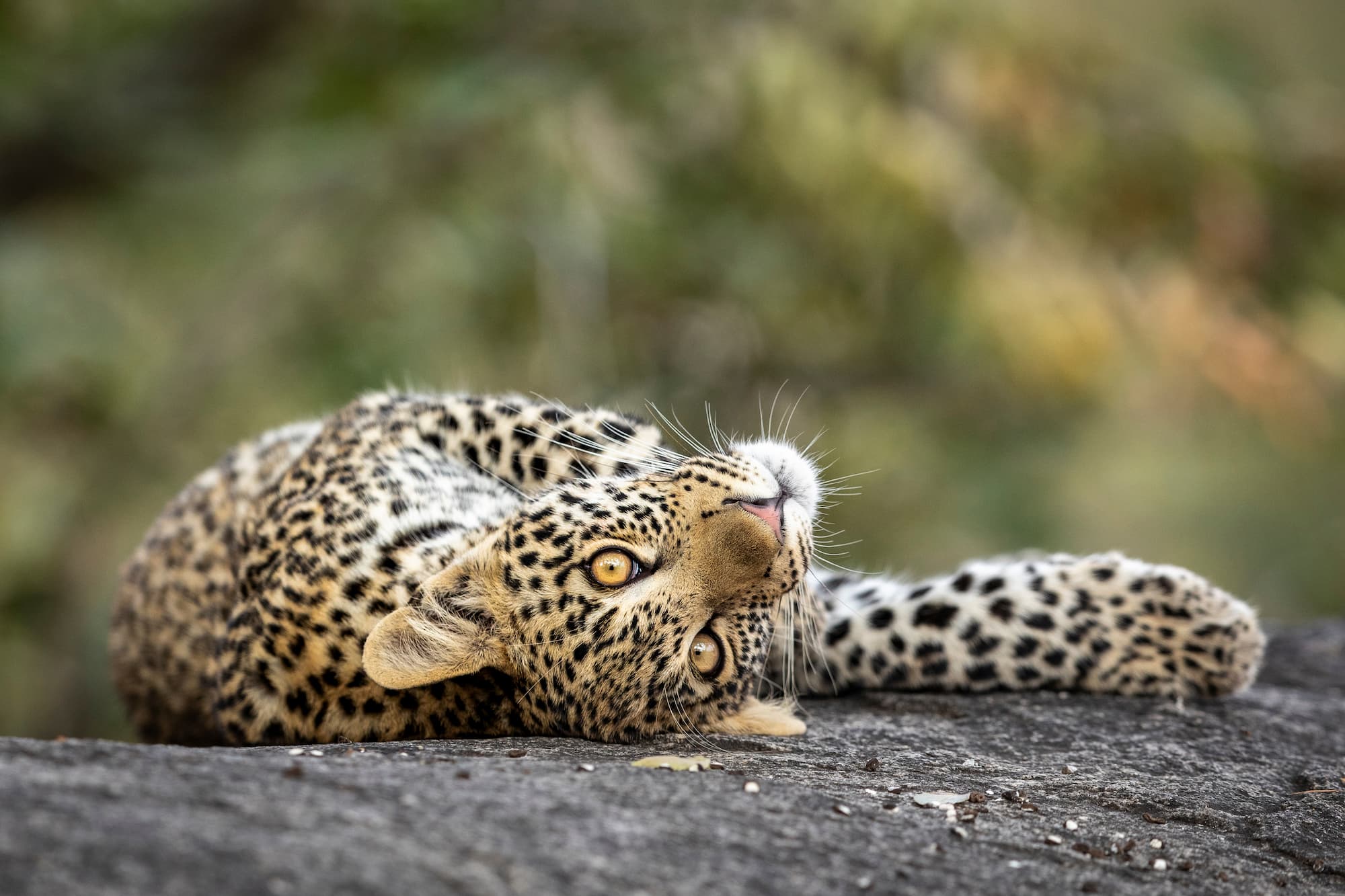 Leopard resting on a log, Sabi Sands private reserve, South Africa.