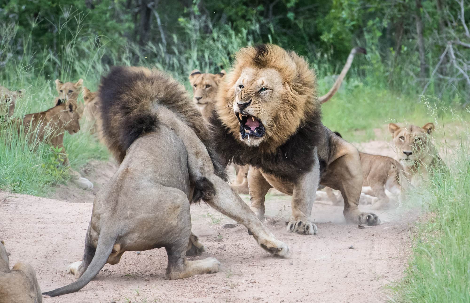 Male adult lions fighting, Sabi Sands, South Africa.