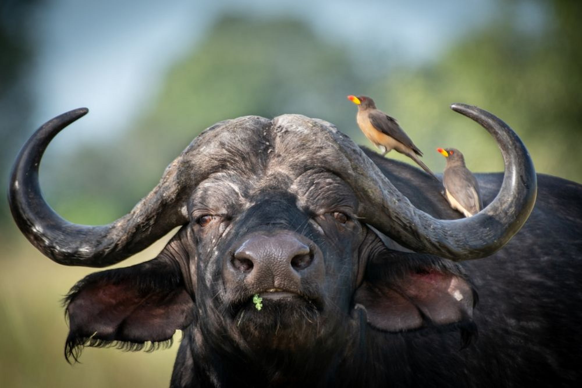 Red-billed oxpeckers hitching a ride on a Cape buffalo.