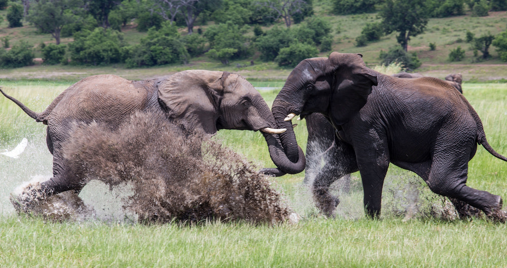 Two elephants lock in a fierce battle amid the wild beauty of Chobe National Park.