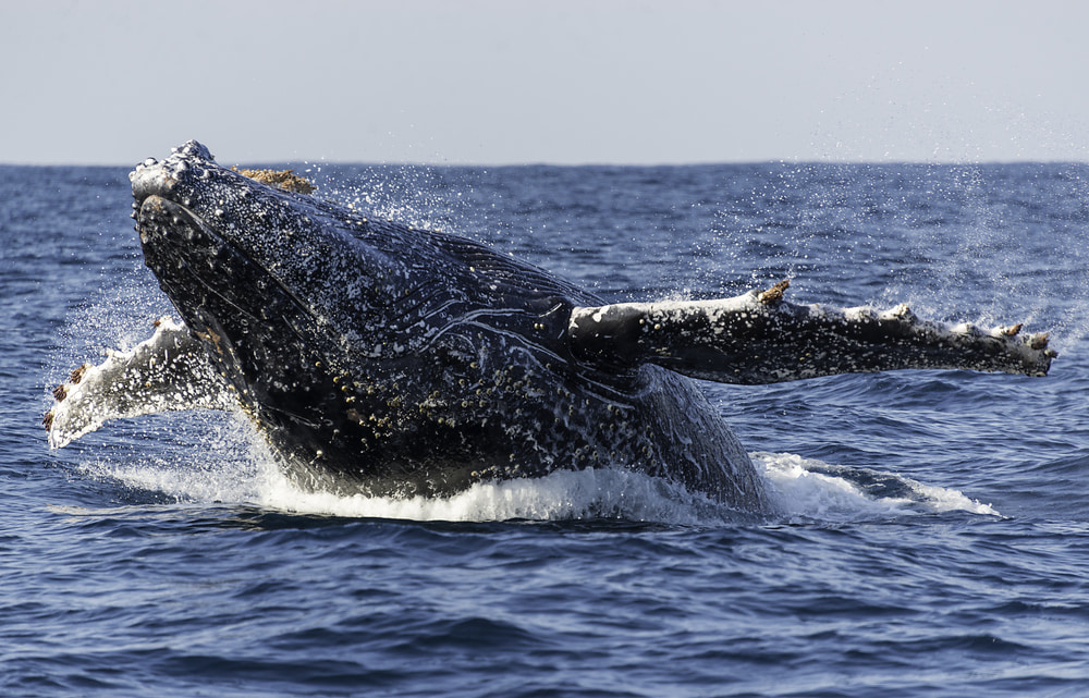 Humpback whale breaching spotted.