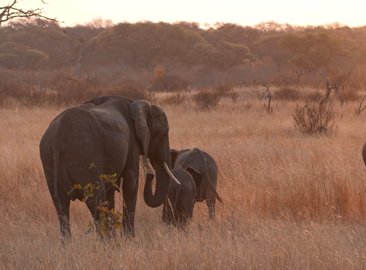  A mother elephant and her calf roaming free in the wild.