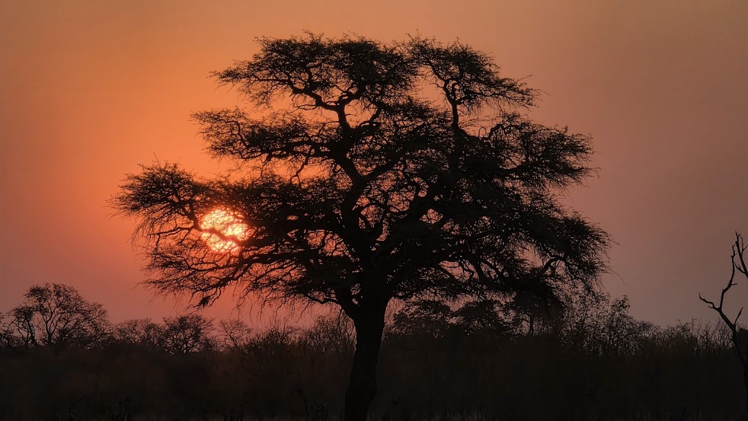 African skies on fire, and this tree standing witness.