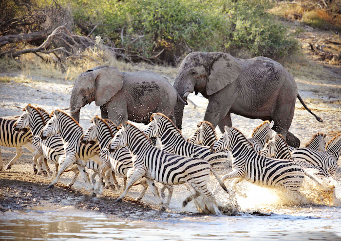 Herds of zebra make their little-known migration across the plains.