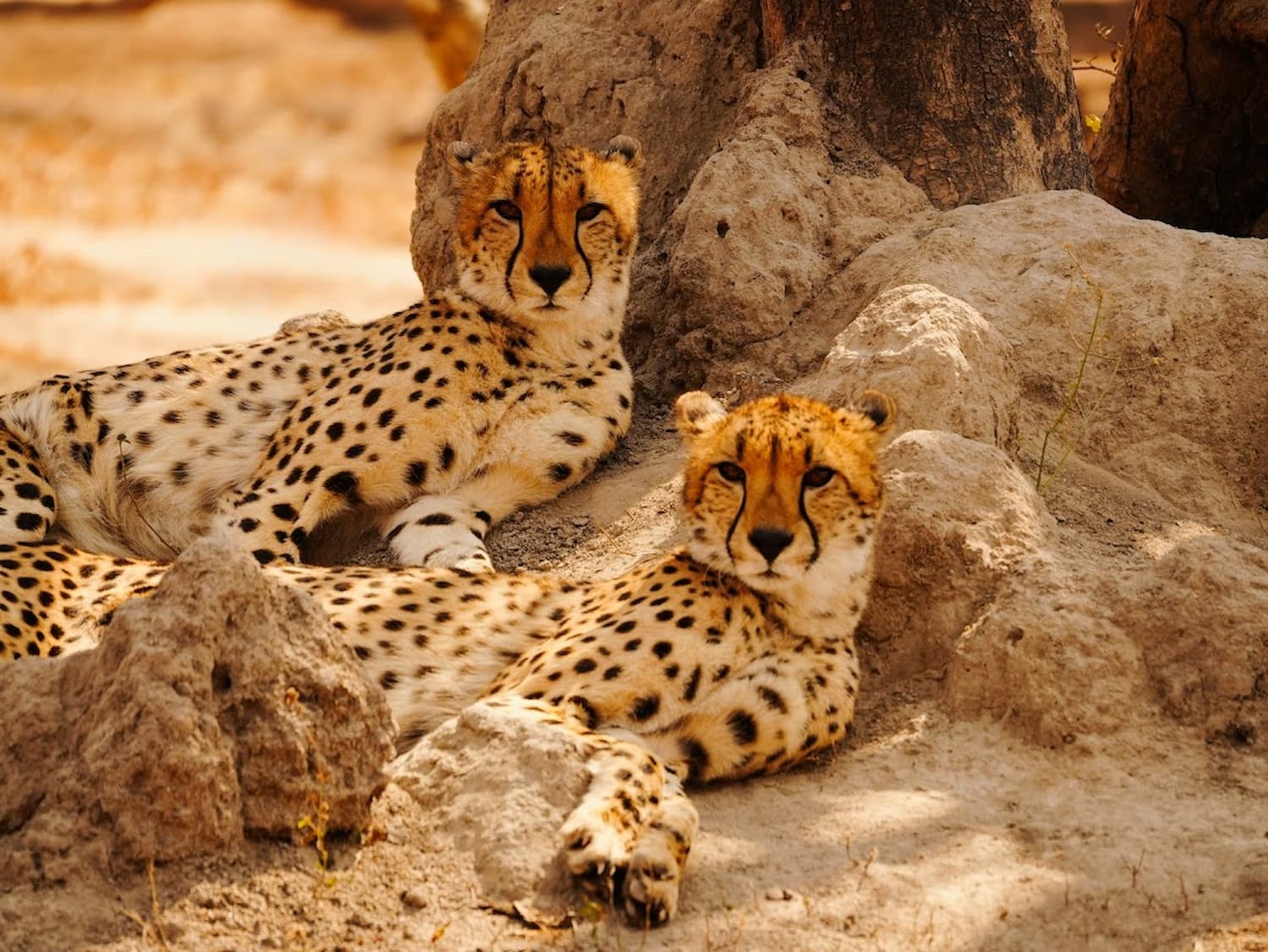 Cheetahs resting at the Hoedspruit Endangered Species Centre.