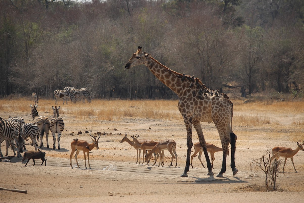 Various animals captured in one frame, showcasing Africa’s abundance of wildlife.