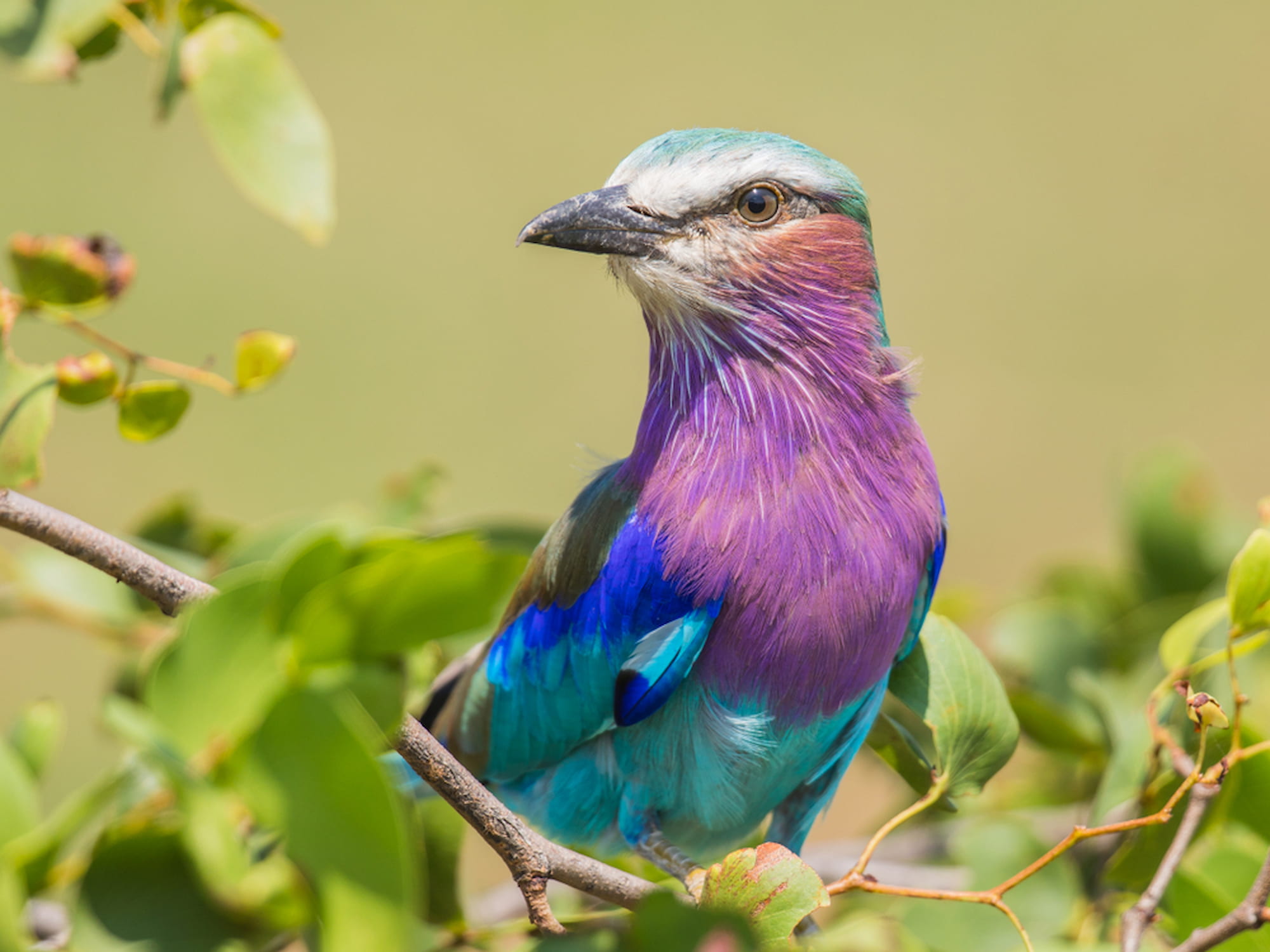 The lilac-breasted roller