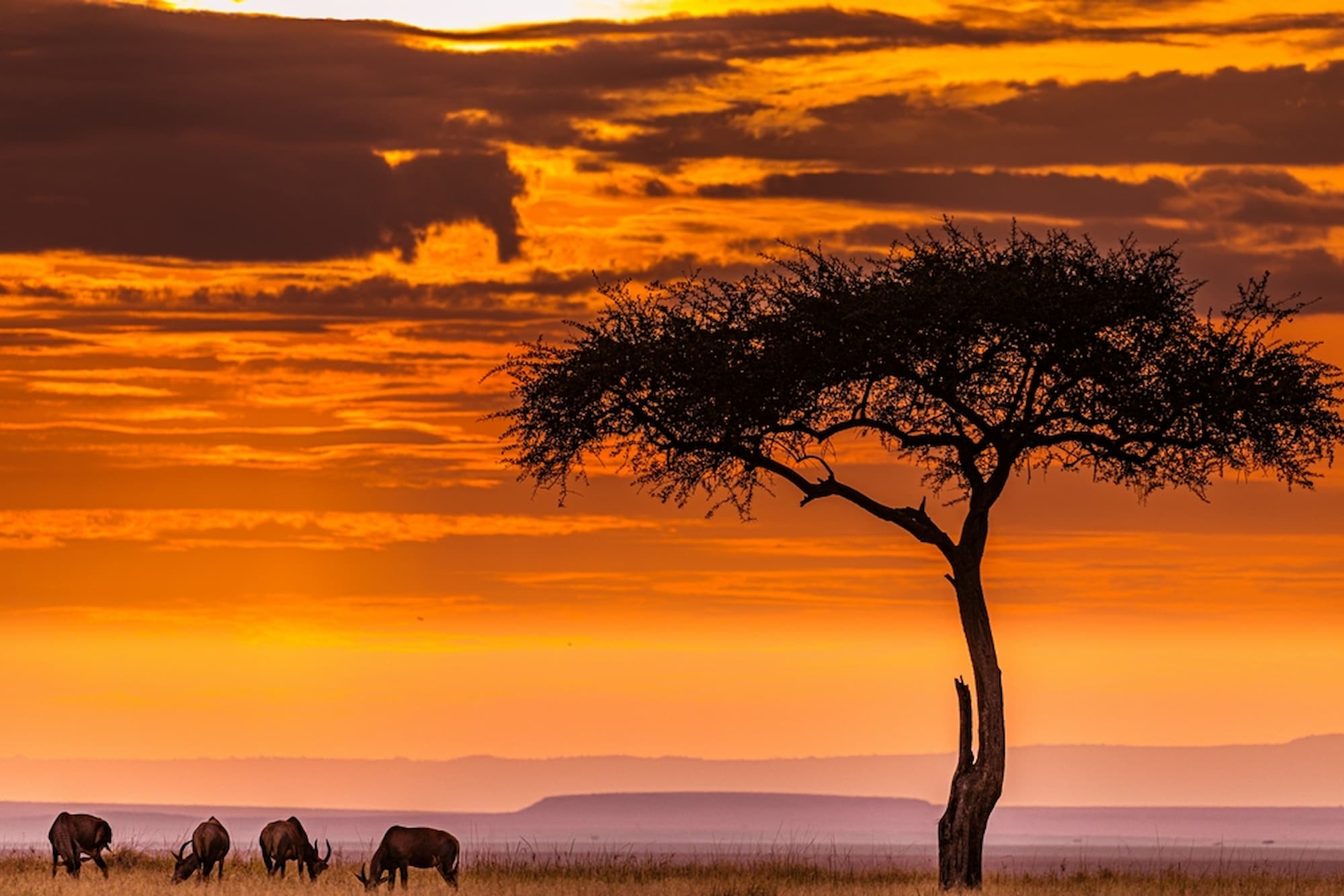 A peaceful African sunset scene
