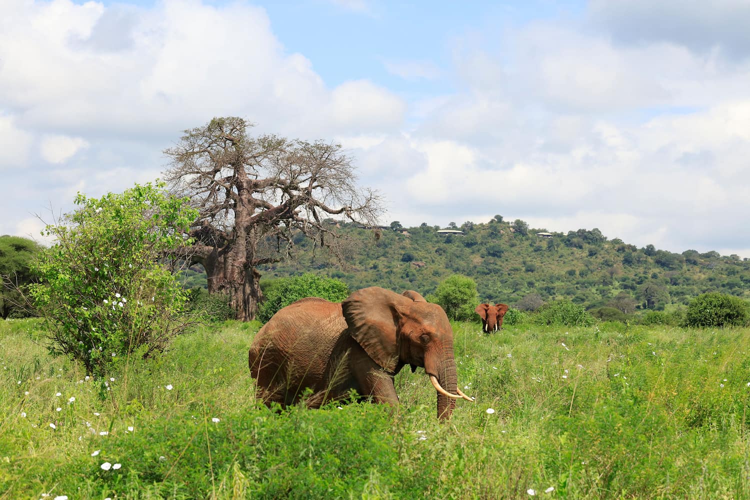 Elephants in the verdant wilderness of northern Tanzania after rainy season.