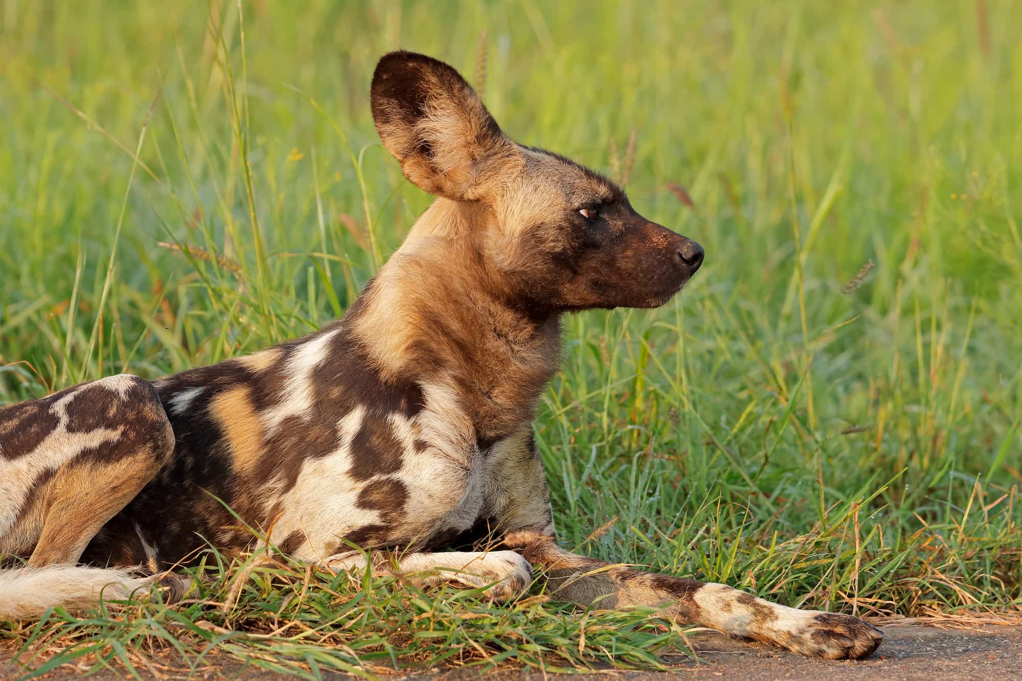 African wild dog in Madikwe Game Reserve