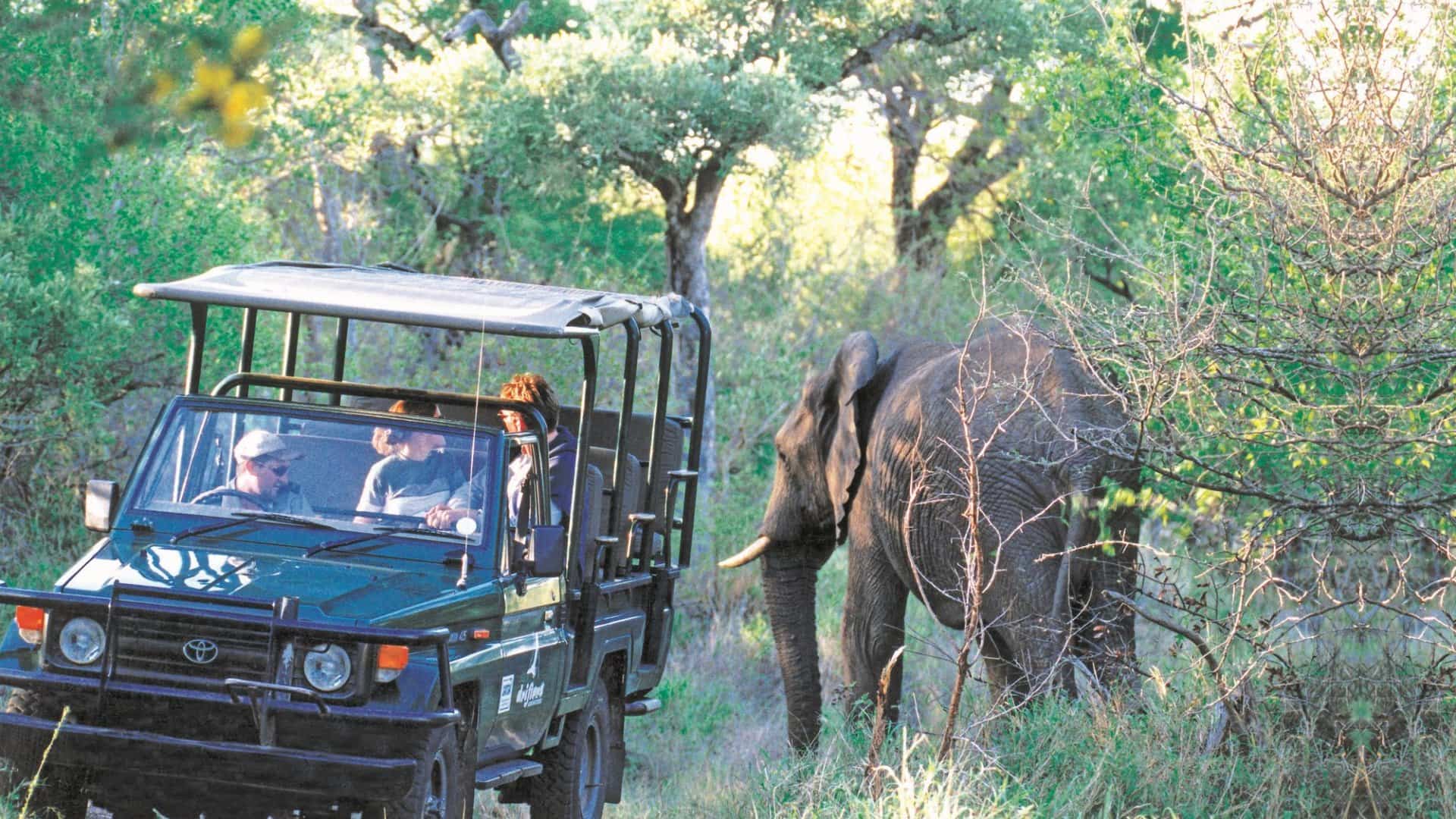 Tourist in an open safari vehicle watch an elephant up close in Kruger National Park South Africa.