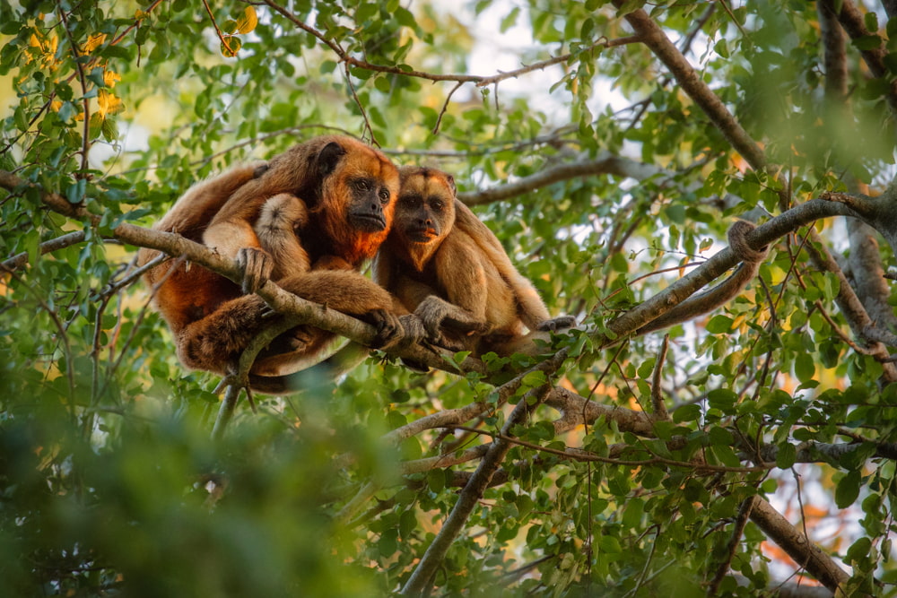 Howler monkeys moving through rainforest canopy, western Amazon.