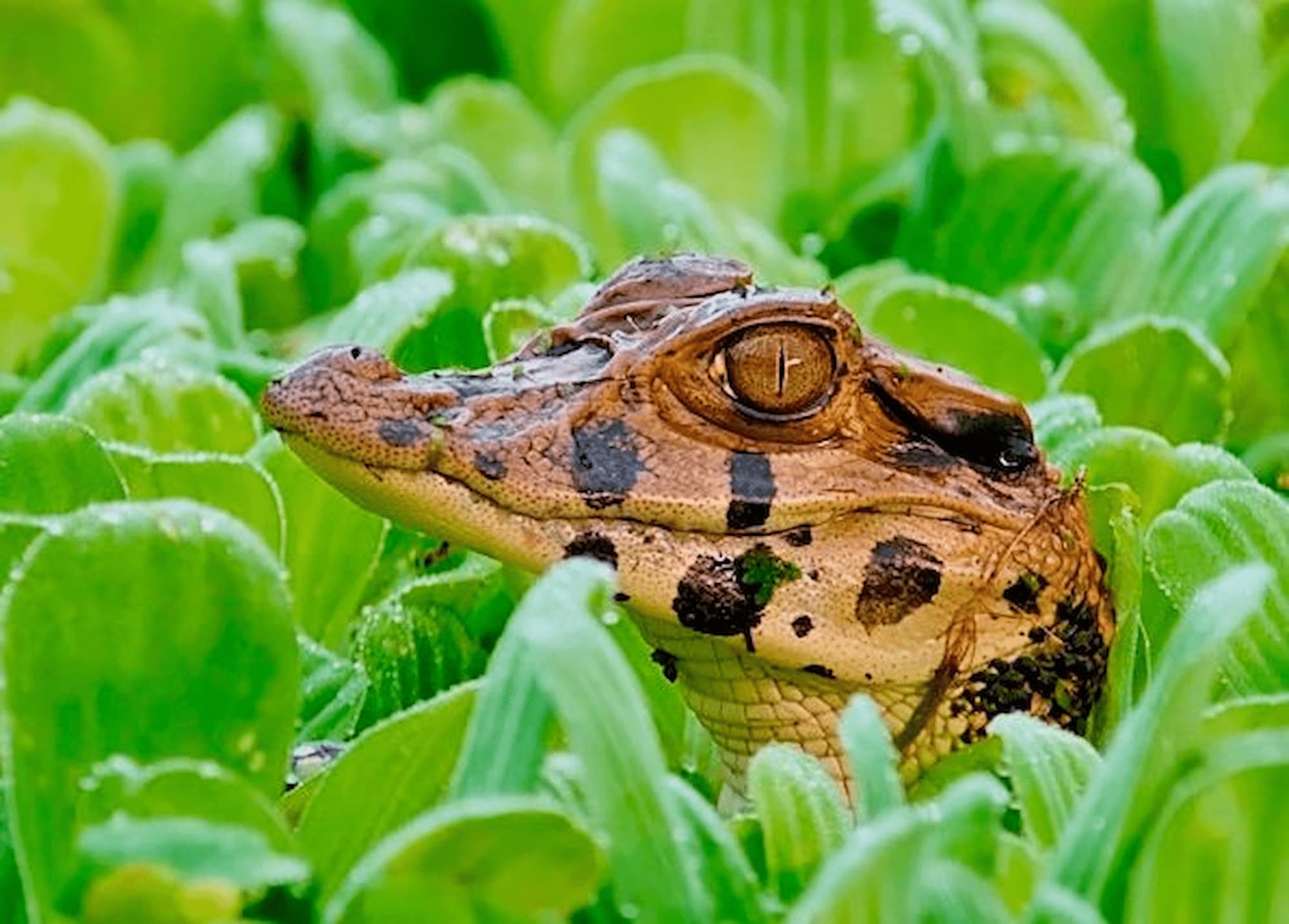 A caiman encounter in the wild waters of the Amazon River