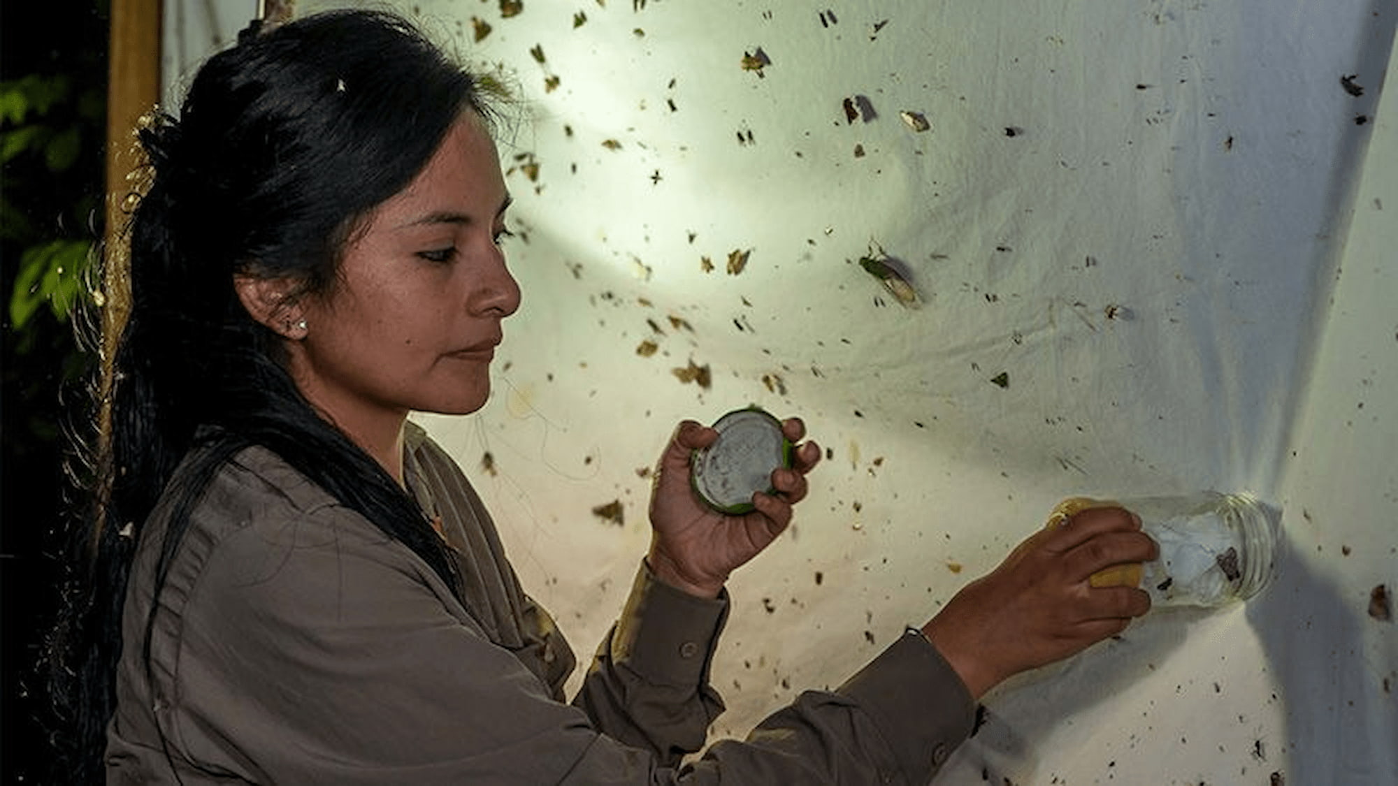 Guests participate in insect studies and discoveries at Refugio Amazonas