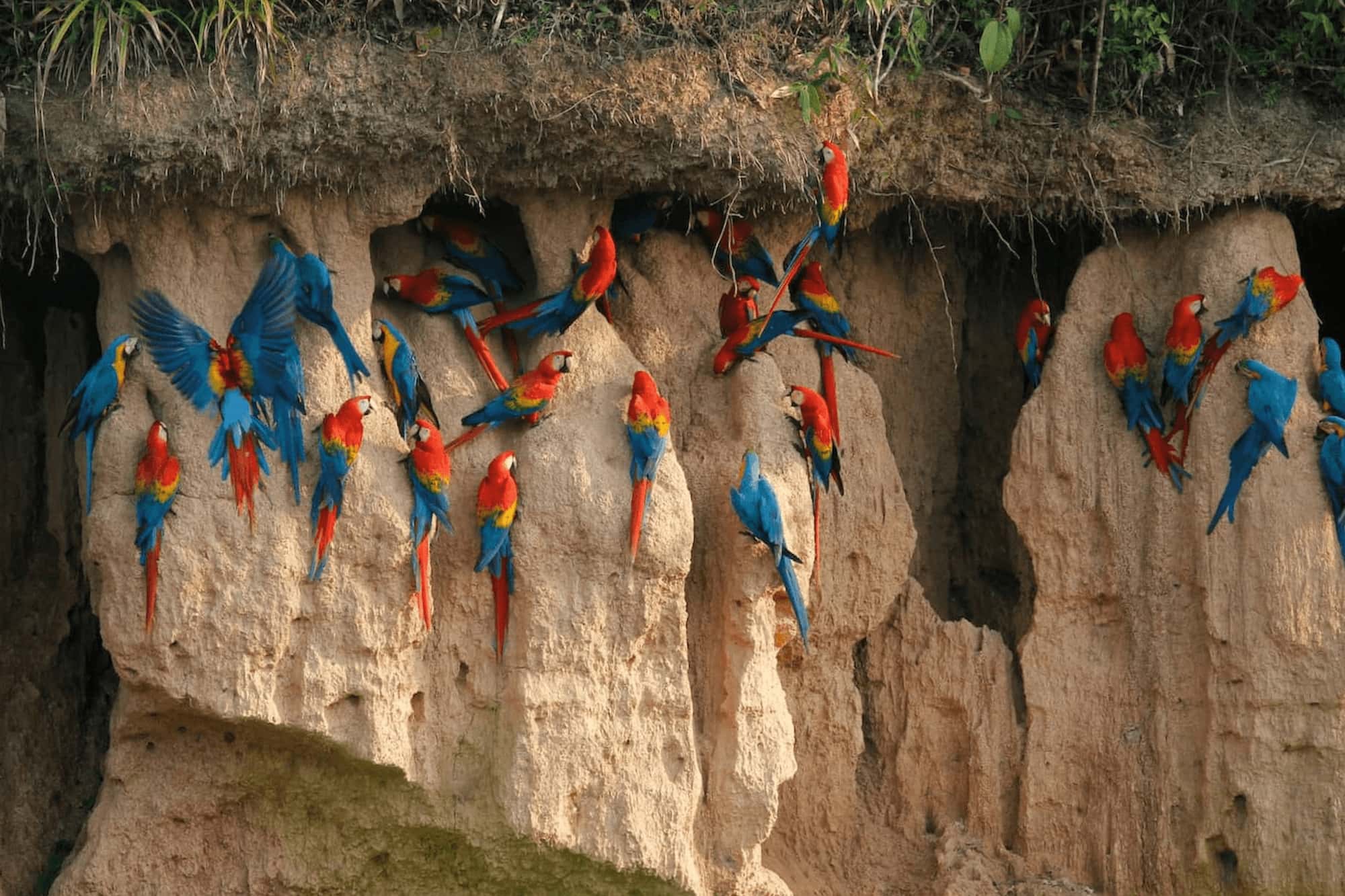 The iconic macaw clay lick in the Amazon