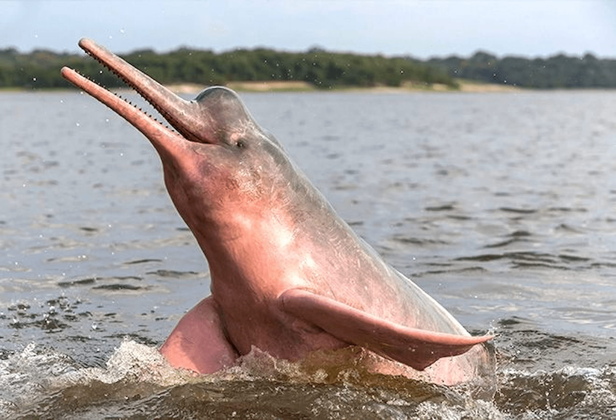 The iconic pink river dolphin