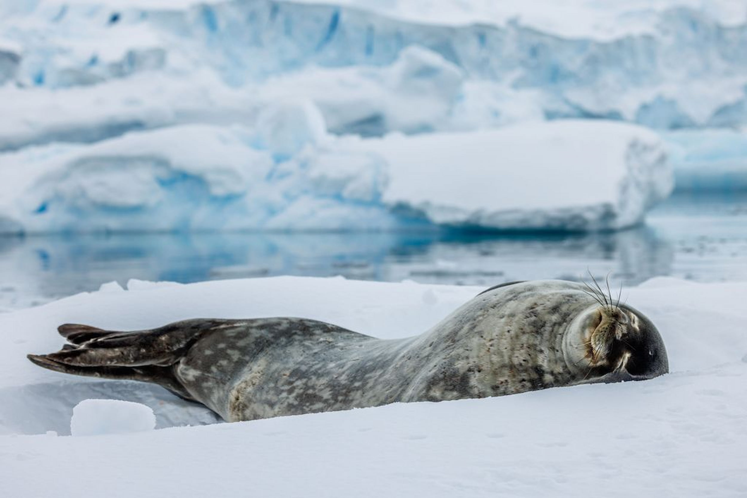 Seal resting on floating ice in Antarctica