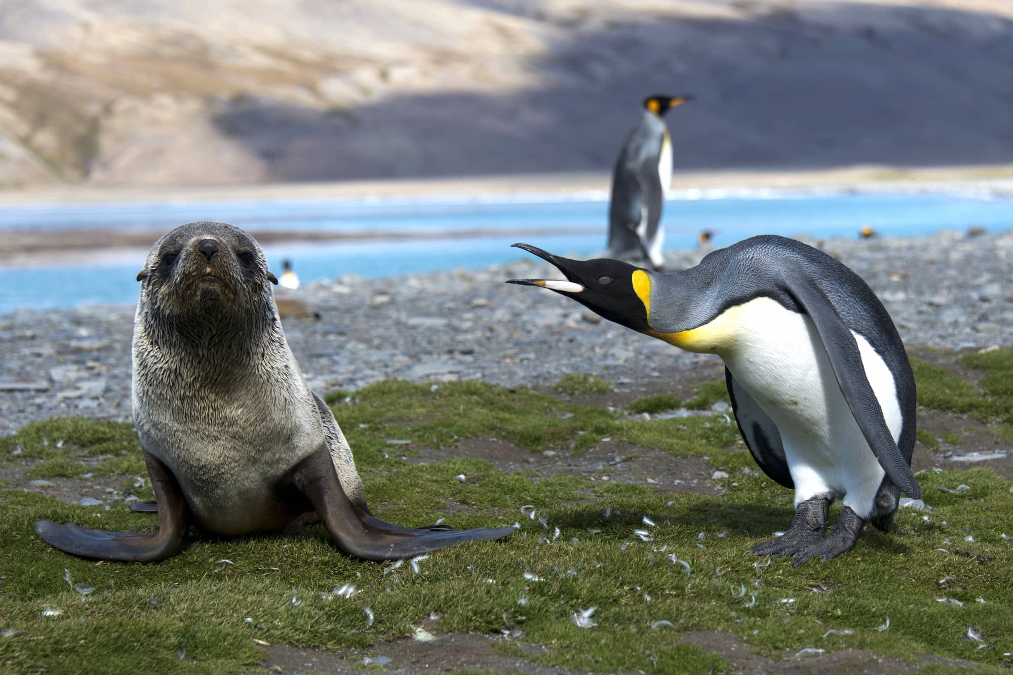 Seals and Penguins in South Georgia