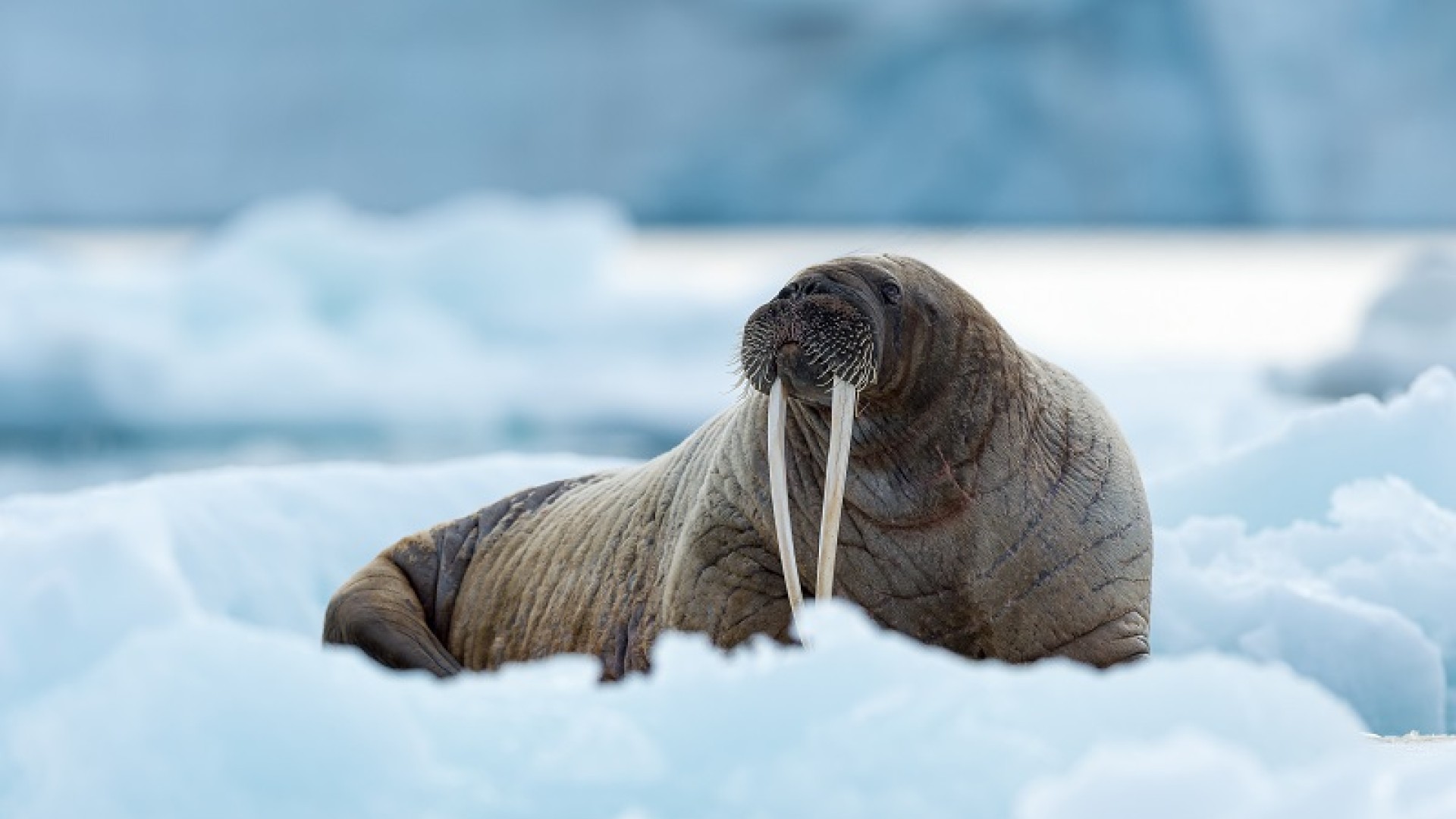 Arctic walrus