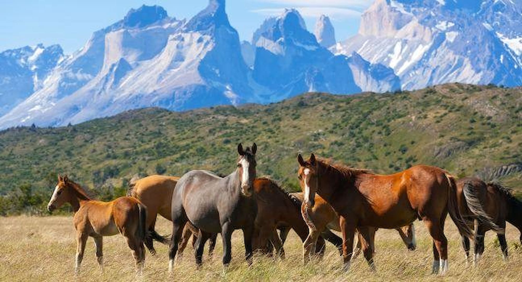 The wild horses of Patagonia