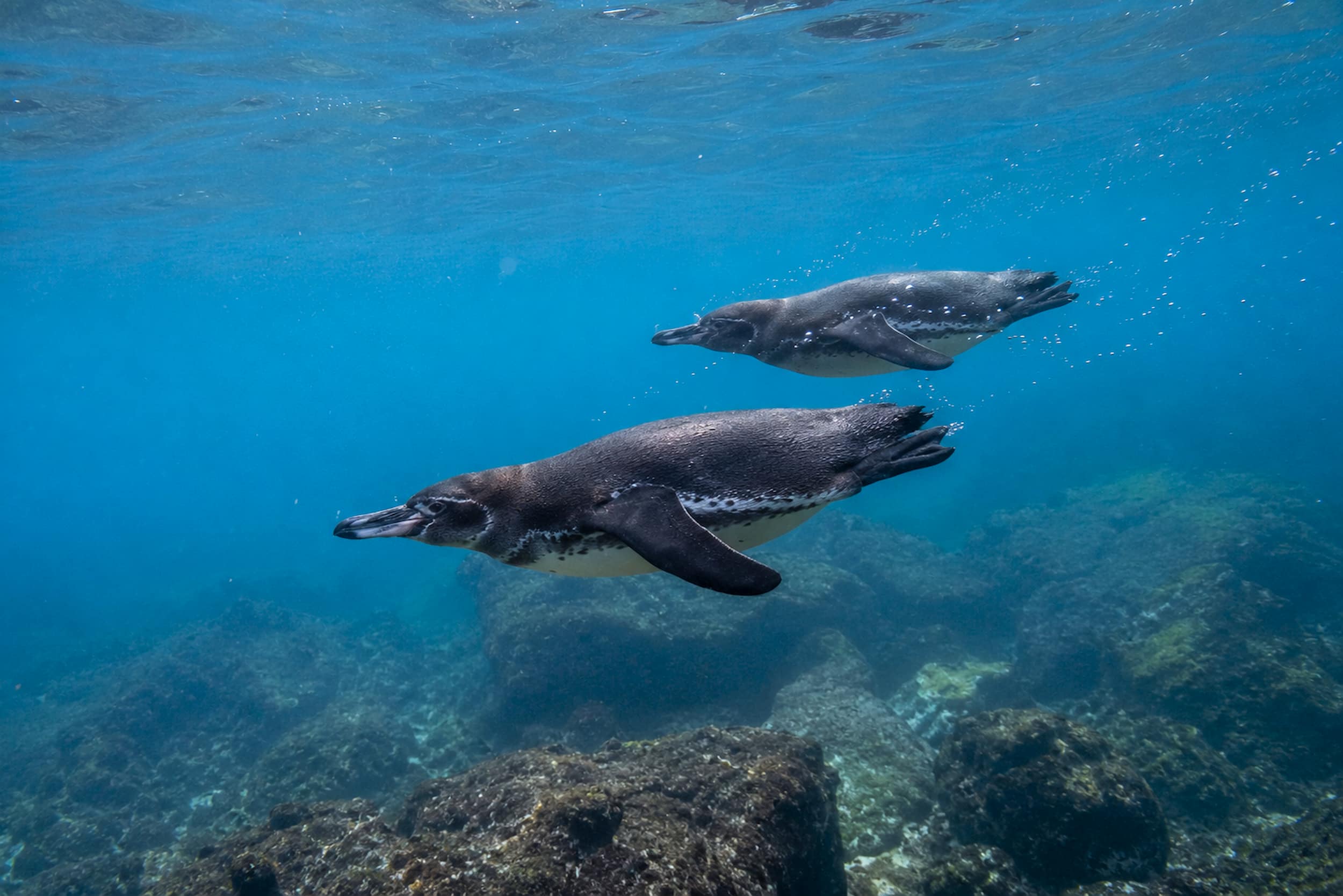 Galápagos penguins