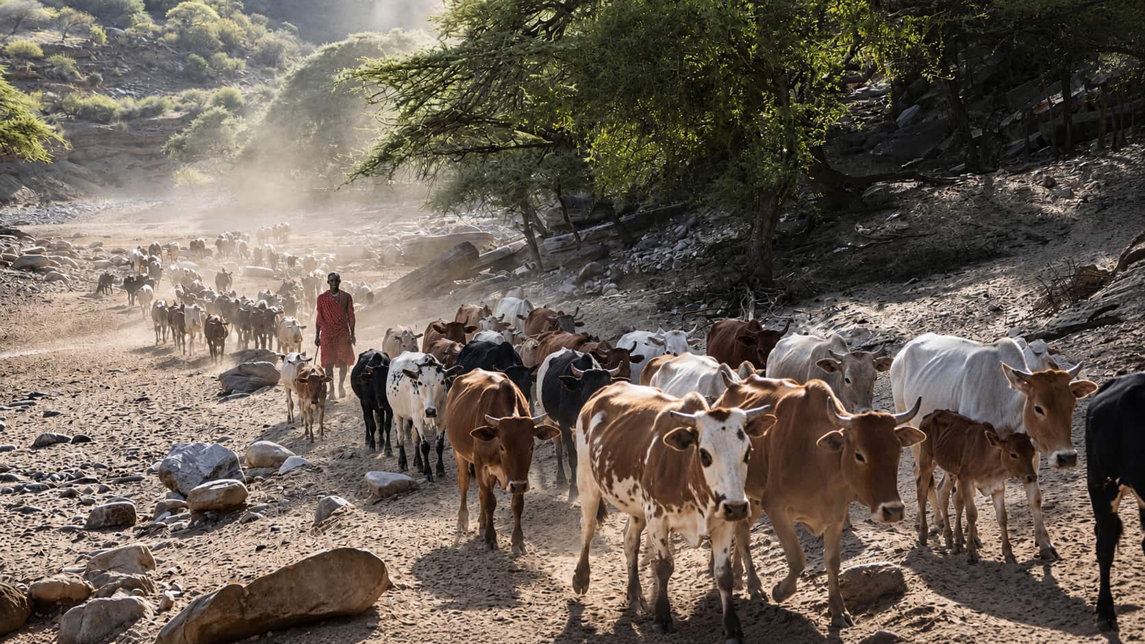 Experience the landscapes of the Maasai, following traditional routes where communities continue their seasonal movements with livestock